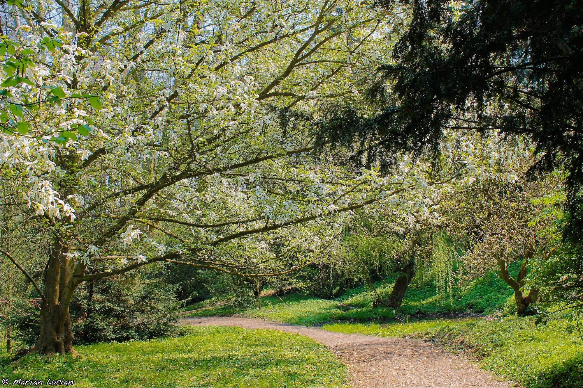 Un viale sterrato tra alberi in fiore bianco in primavera, nell'arboreto