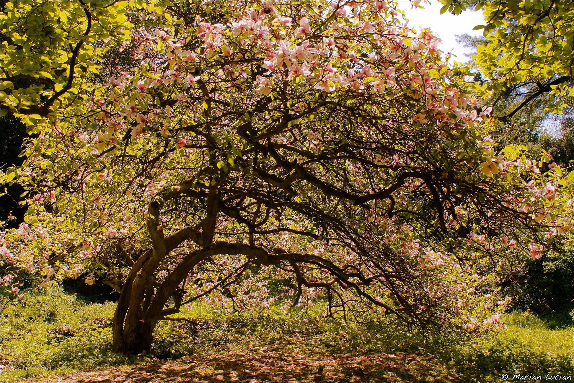 Una magnolia dalla chioma ampia, piena di fiori rosa, in una radura dell'arboreto