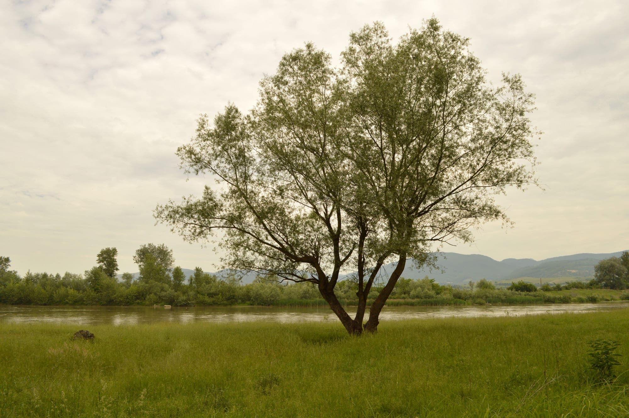 Un albero solitario sul prato accanto al Mureș, con le colline sullo sfondo
