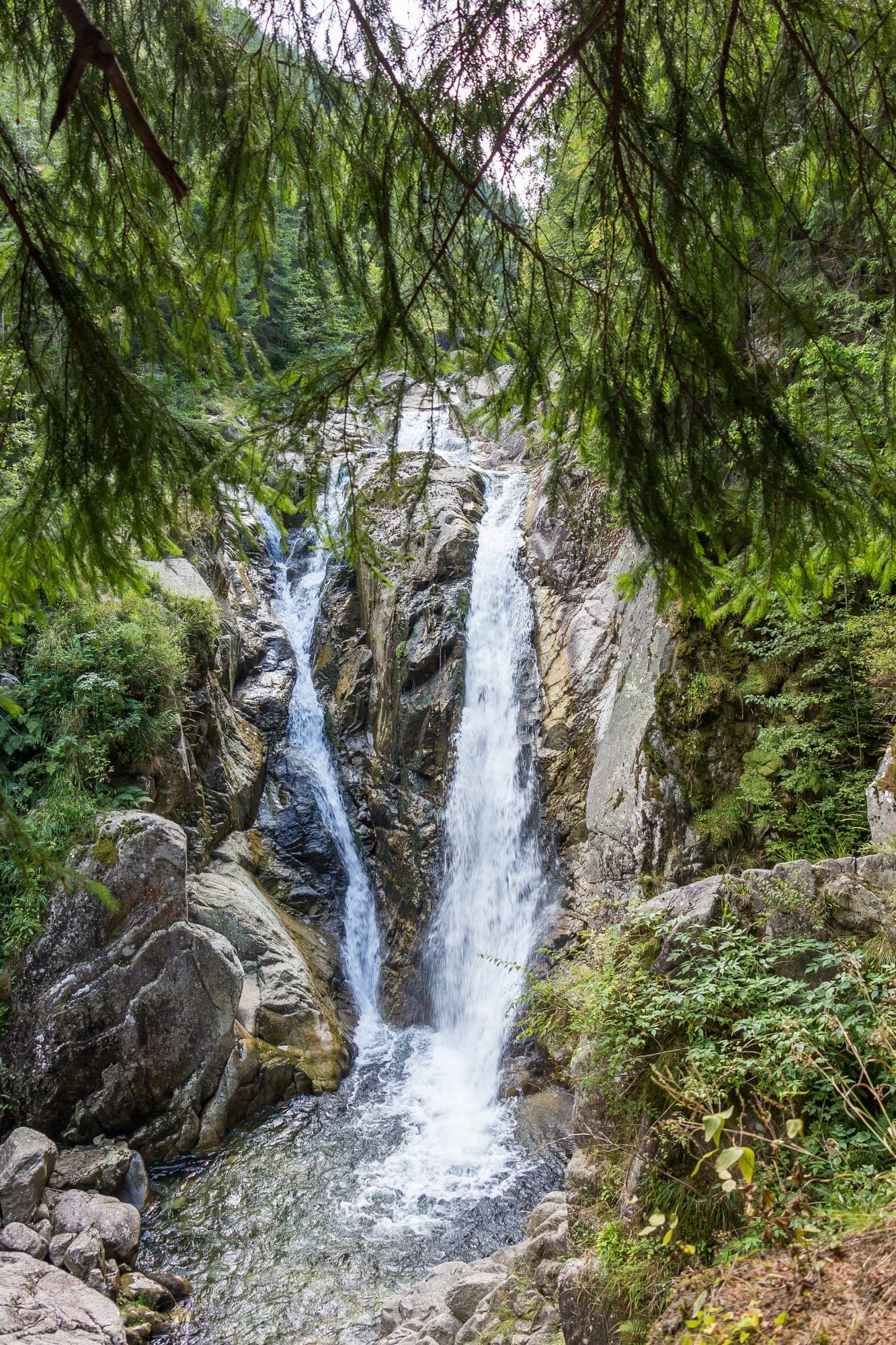 Cascada văzută printre ramuri de molid, cu cele două șuvoaie care se unesc în bazinul spumegând de la bază