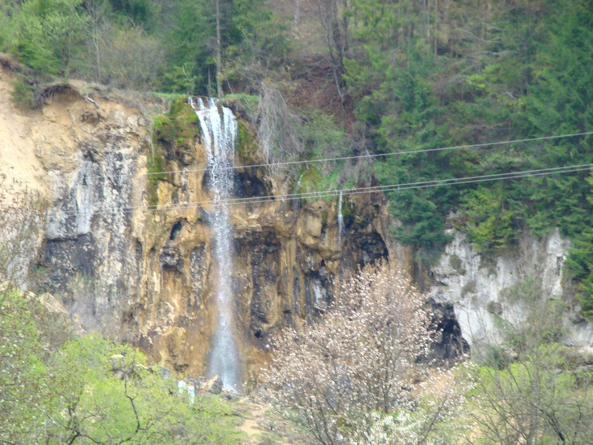 Firul cascadei căzând pe peretele ocru de calcar, între pădurea de molid și pomii înfloriți primăvara