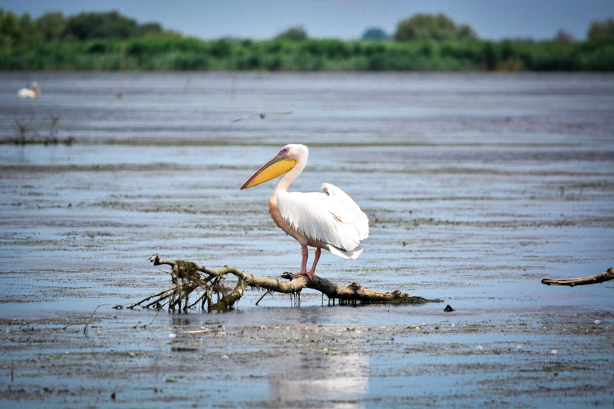 Pelican comun stând pe o creangă uscată ieșită din apa unui lac din deltă, cu stuf în depărtare