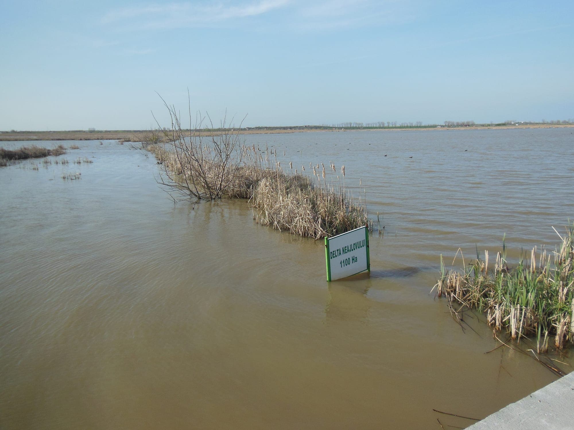 Întinderea de apă a bălții primăvara, cu smocuri de papură uscată și panoul „Delta Neajlovului 1100 ha”