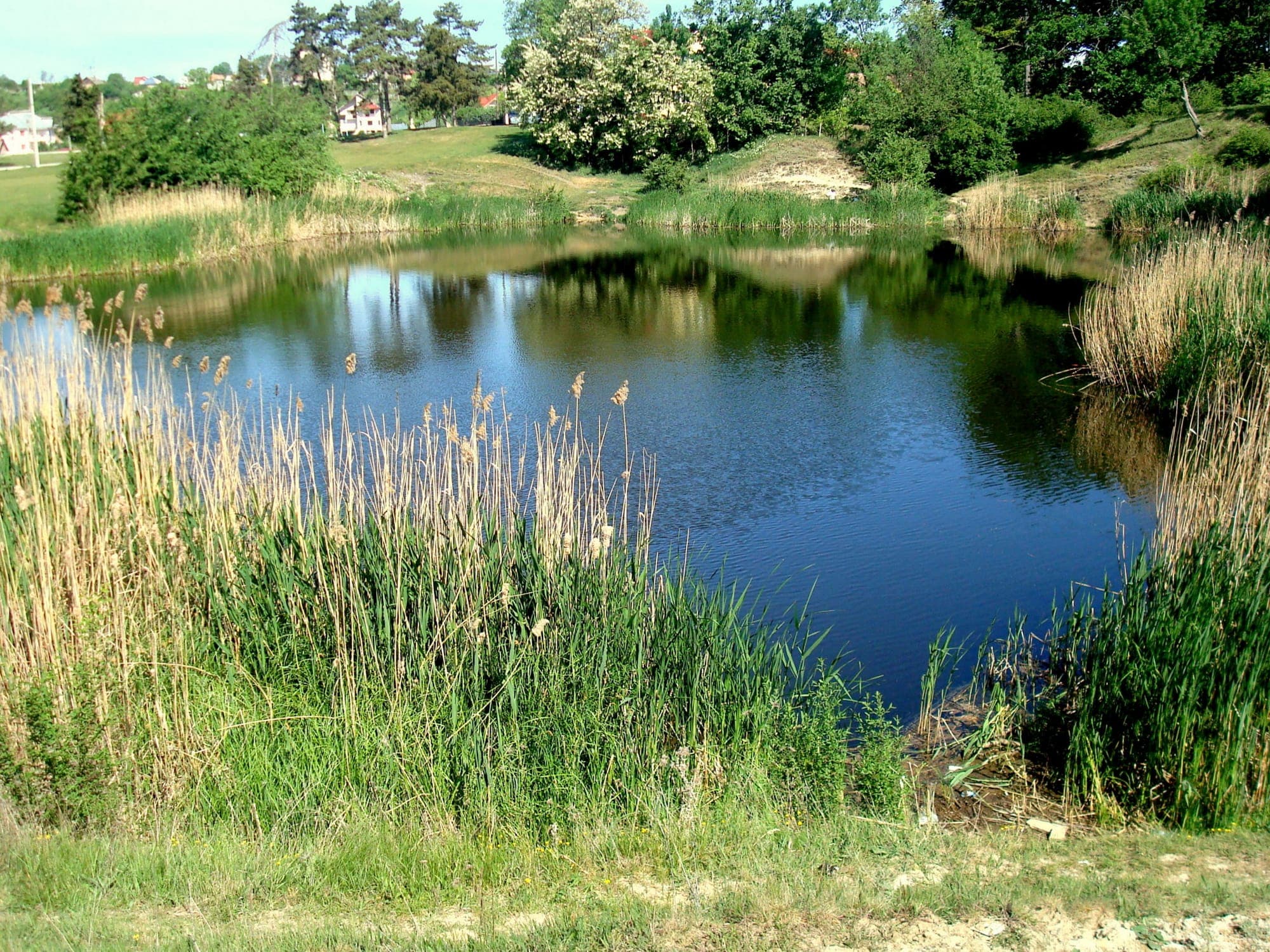 Lacul Csiky, a small salt lake with reeds along its banks and trees around it, on a spring day