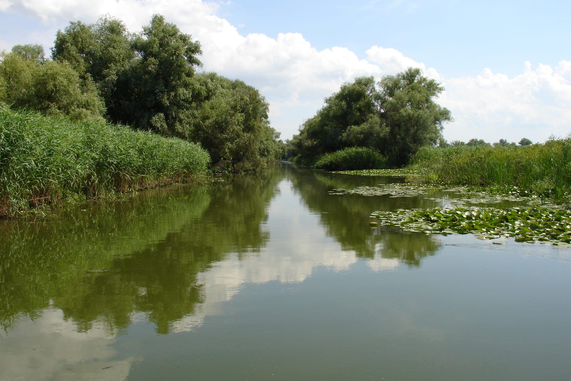 Canal îngust vara, mărginit de stuf și sălcii, cu nuferi galbeni pe apă