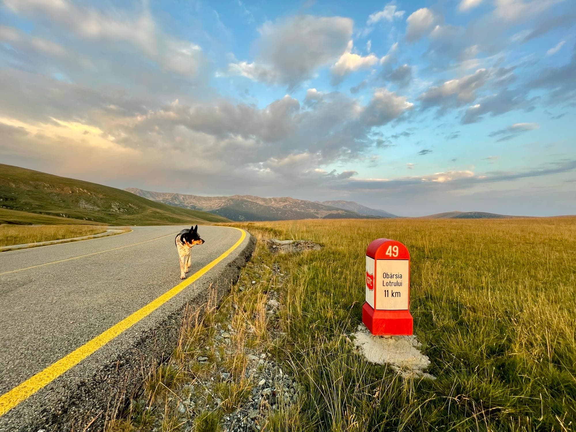 Drumul de culme pe pășunea alpină, cu borna kilometrică „Obârșia Lotrului 11 km”, un câine de stână pe asfalt și crestele Parângului în fundal